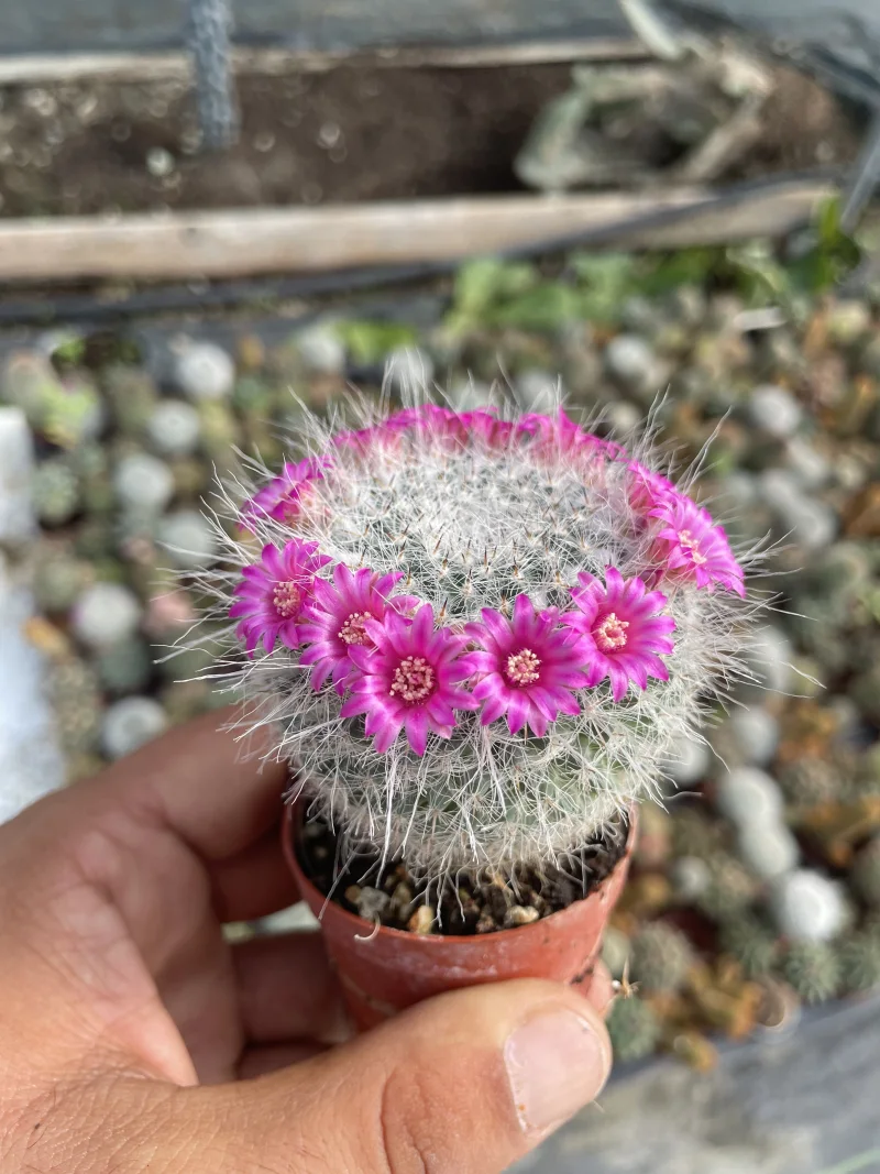 Mammillaria hahniana