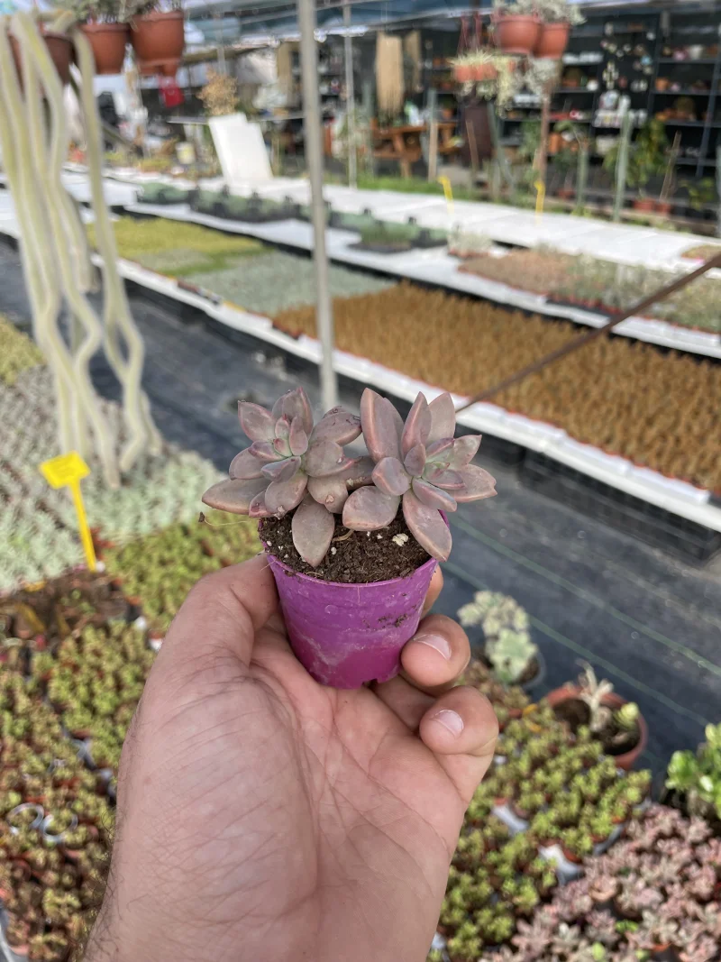 Graptopetalum bronze