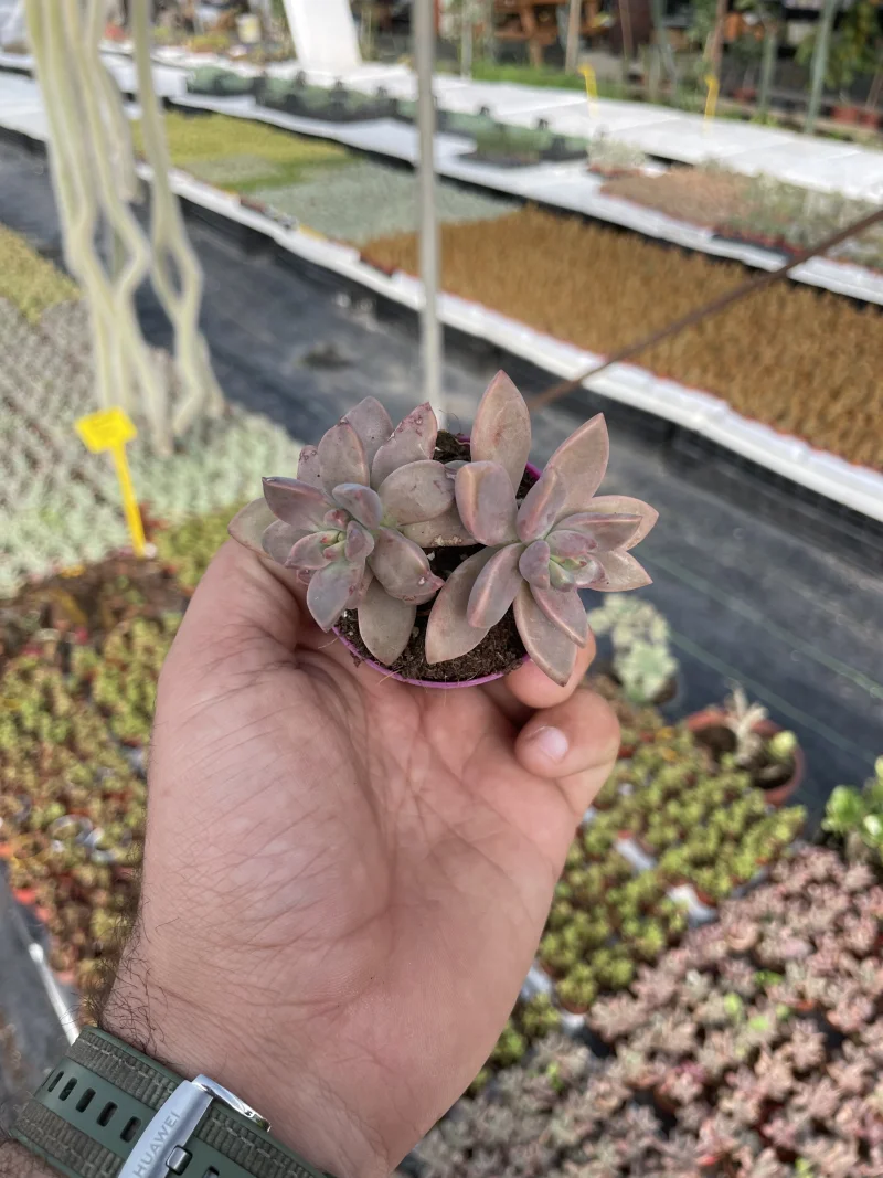 Graptopetalum bronze