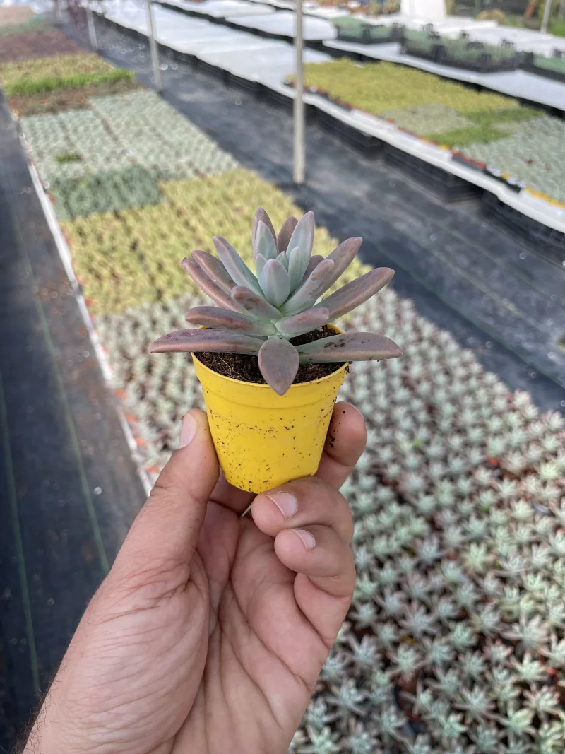 Graptopetalum Francesco Baldi