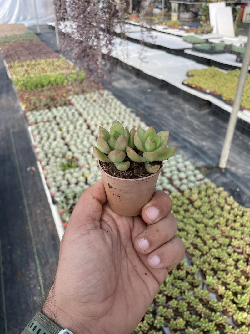 Sedum Adolphi 'Golden Glow'
