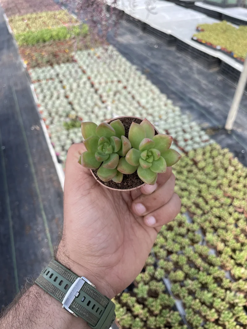 Sedum Adolphi 'Golden Glow'