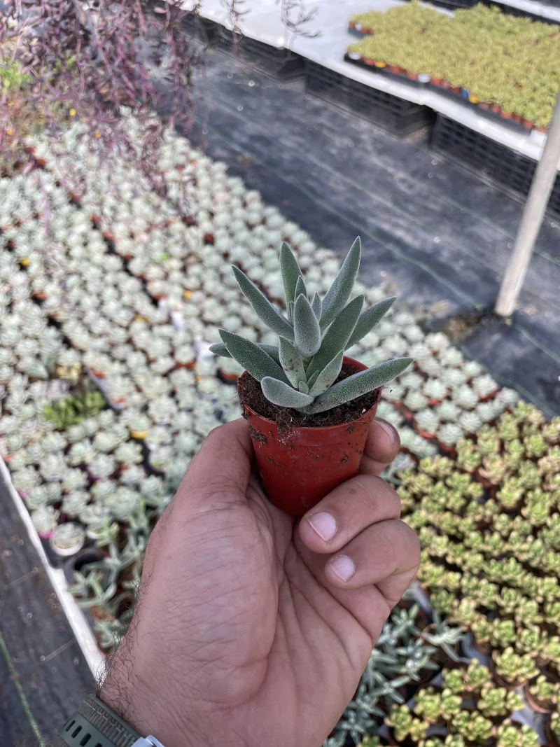 Crassula mesembryanthemoides