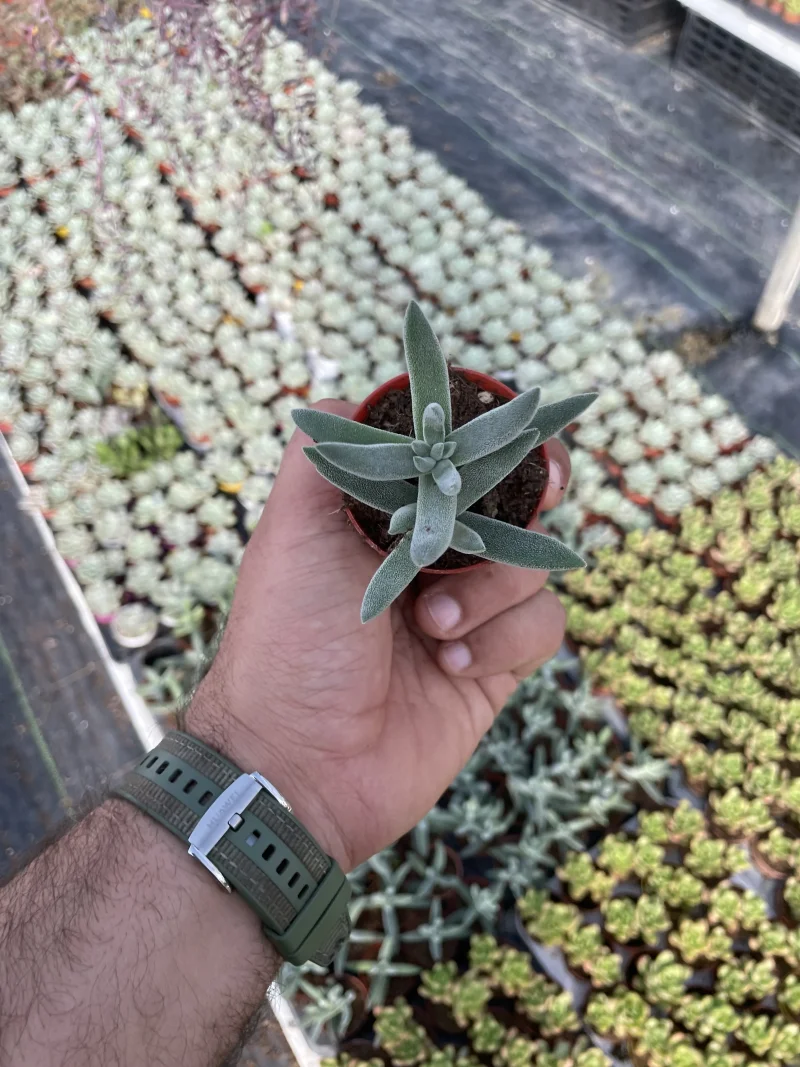 Crassula mesembryanthemoides