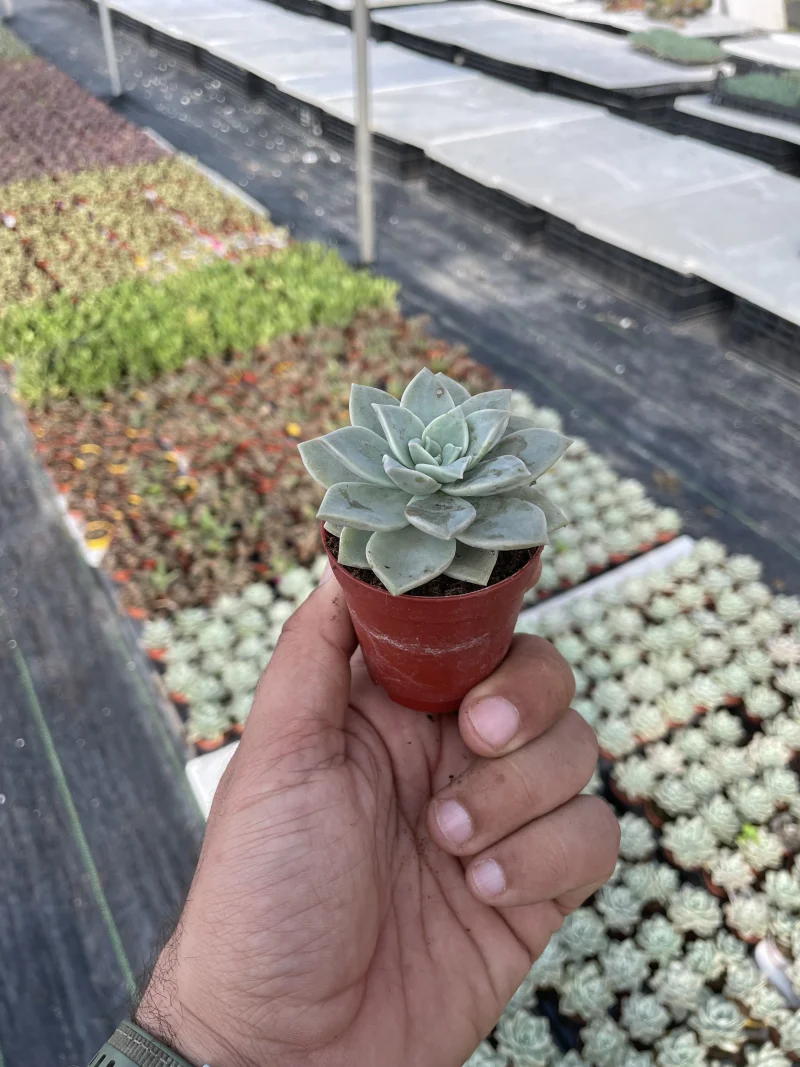 Graptopetalum paraguayense