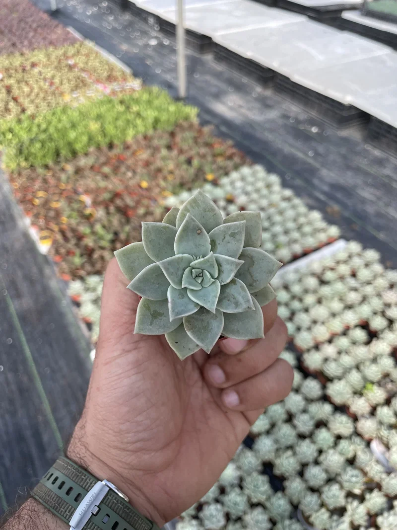 Graptopetalum paraguayense