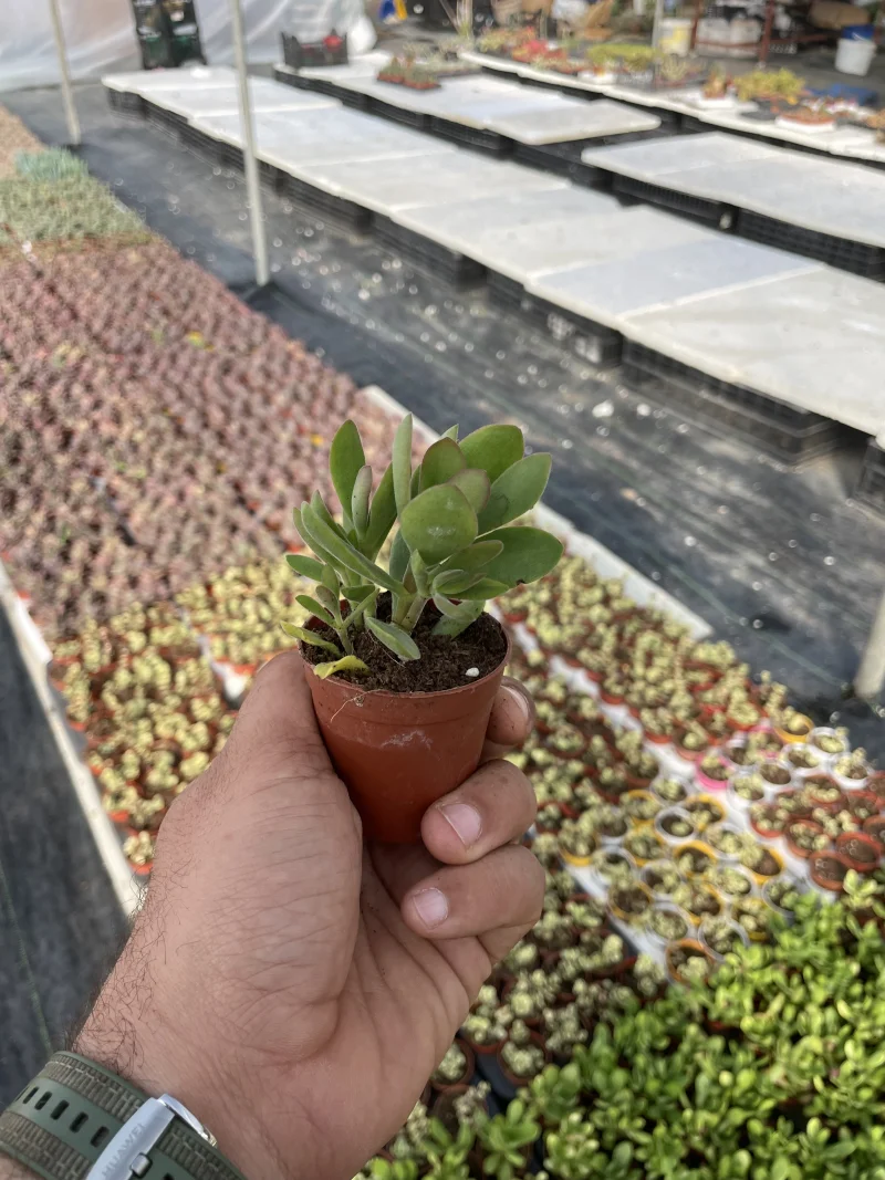 Crassula platyphylla