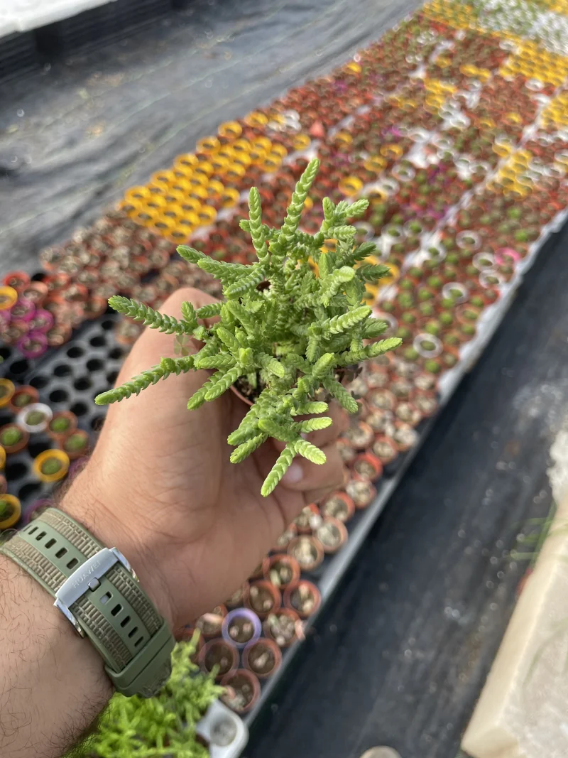 Crassula muscosa (Prenses çamı)