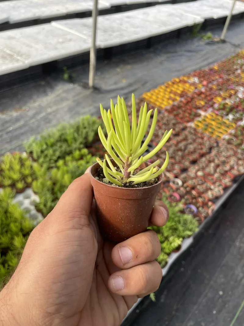 Senecio barbertonicus