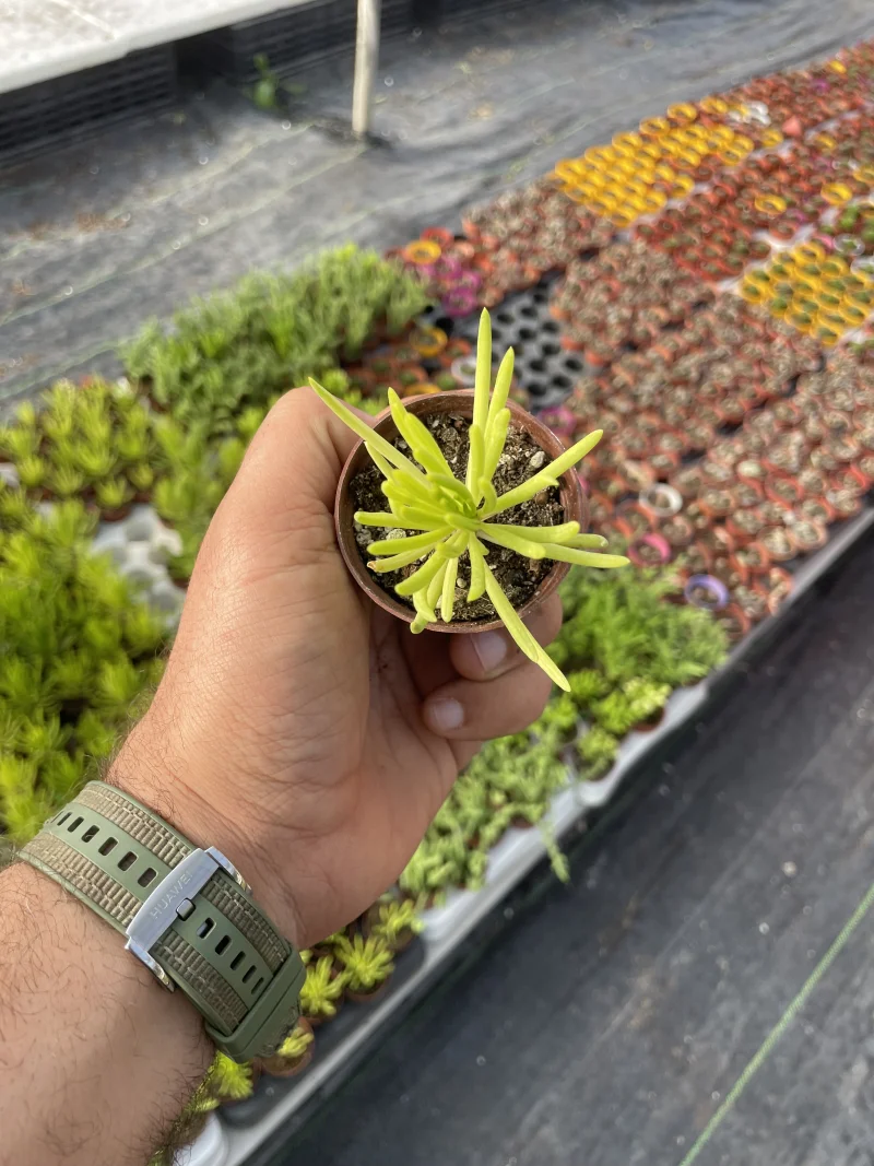 Senecio barbertonicus