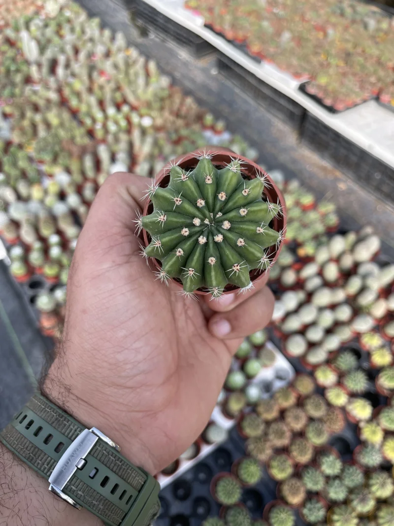 Echinopsis eyriesii