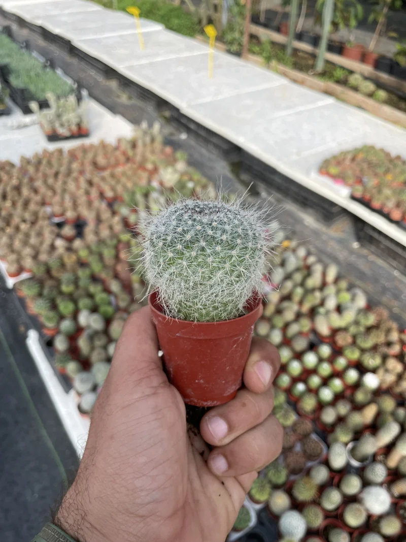 Mammillaria hahniana