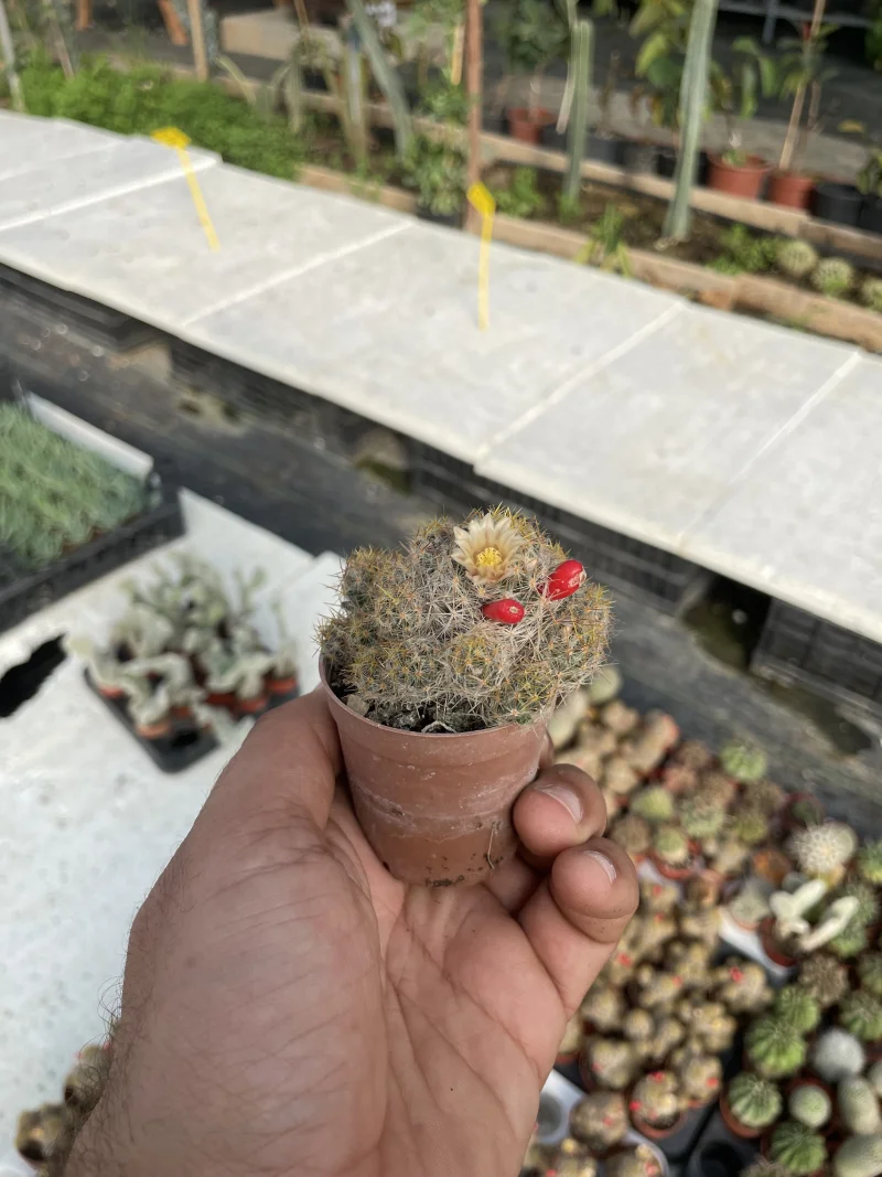 Mammillaria prolifera