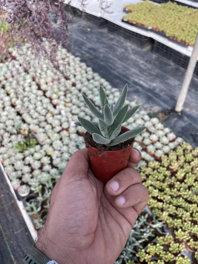 Crassula mesembryanthemoides