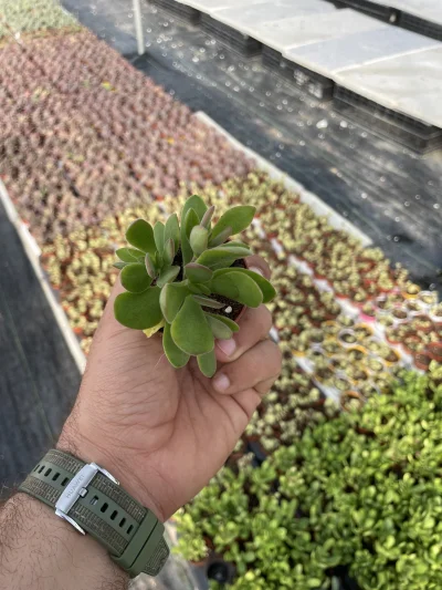 Crassula platyphylla