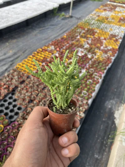 Crassula muscosa (Prenses çamı)