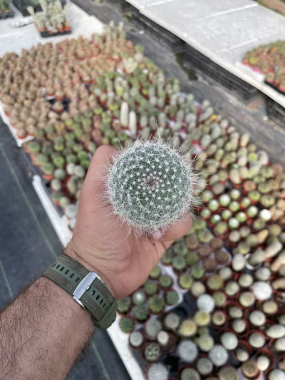 Mammillaria hahniana