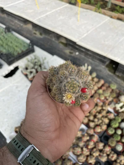 Mammillaria prolifera